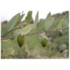 Olej z jojoba 100ml - obrazek 3